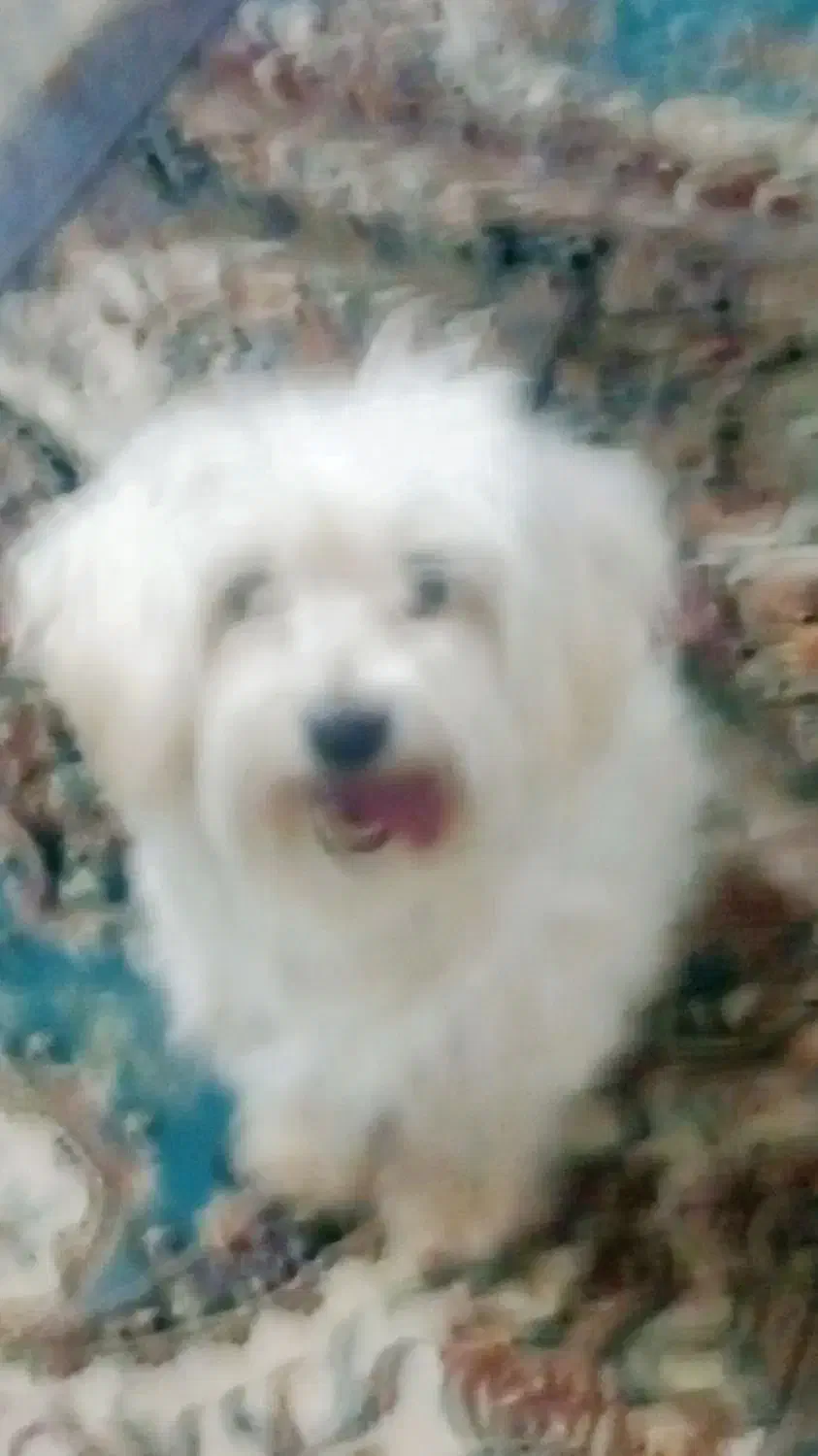 شیتزو|سگ|جهرم, |دیوار