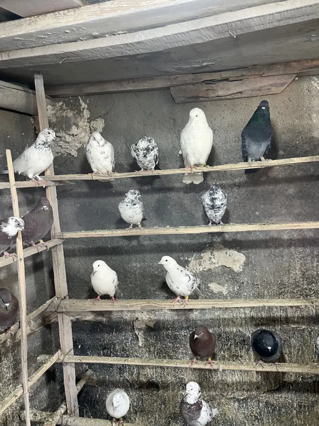 کبوتر‌تهرانی .پرشی|پرنده|هشتگرد, خور|دیوار