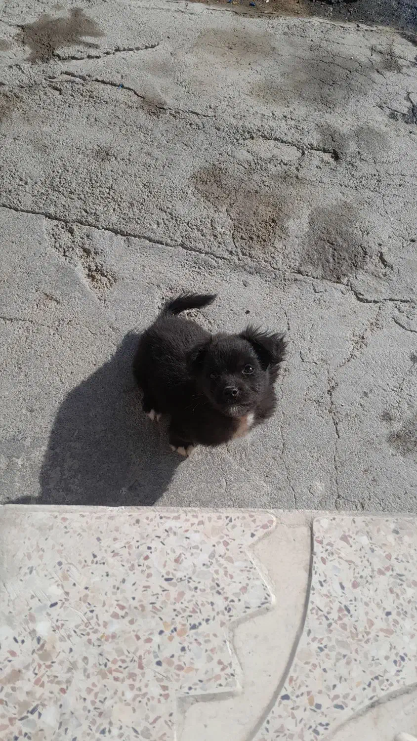 سک پاکوتاه اپارتمانی حرف گوش کن|سگ|کنگاور, |دیوار