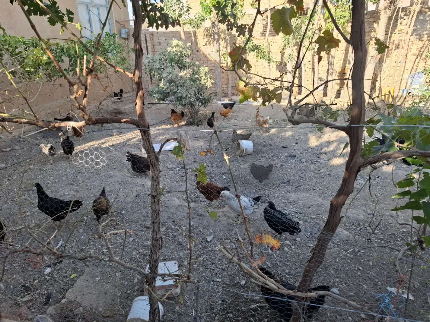 مرغ و خروس|پرنده|قره چای, |دیوار