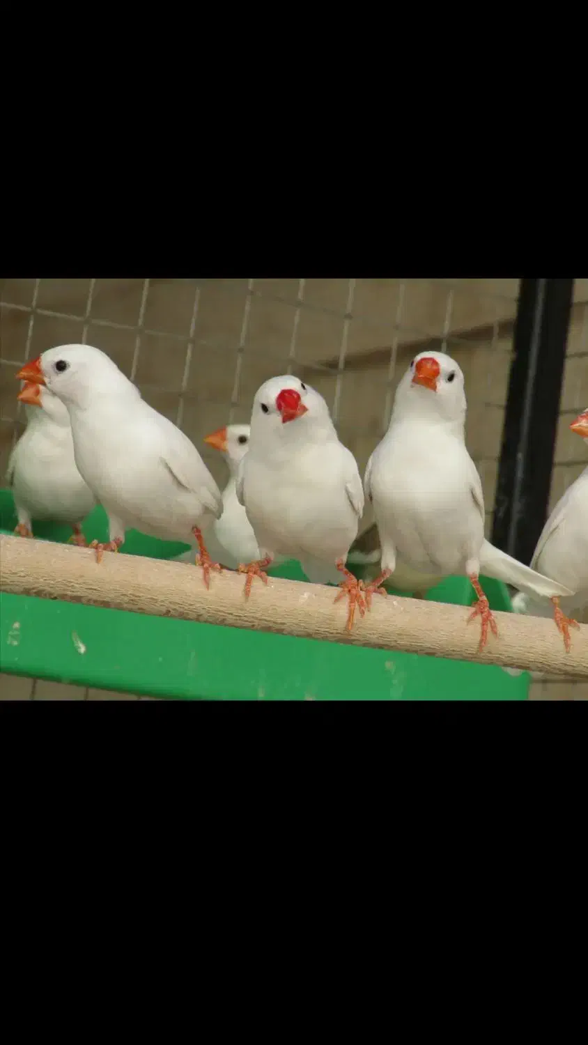 فنج سفید و آهویی|پرنده|کازرون, |دیوار