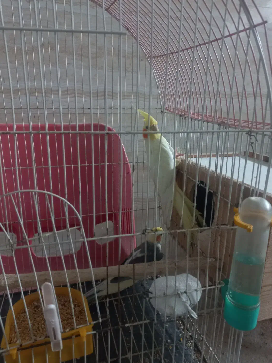 عروس هلندی|پرنده|رشت, پیرکلاچای|دیوار