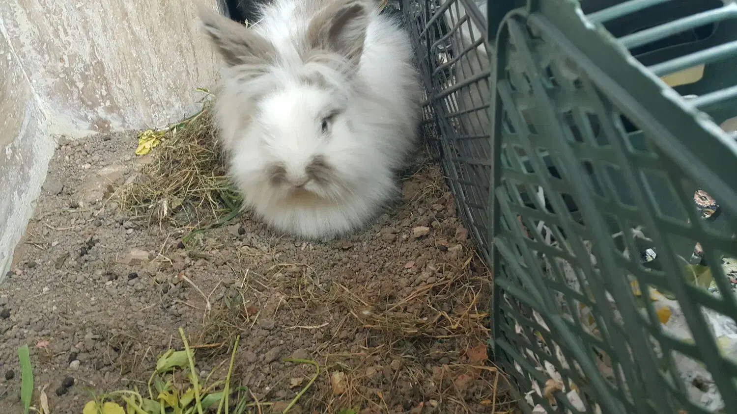 دوتا خرگوش هلندی نر و ماده مولد هشت ماهه|موش و خرگوش|اردبیل, |دیوار