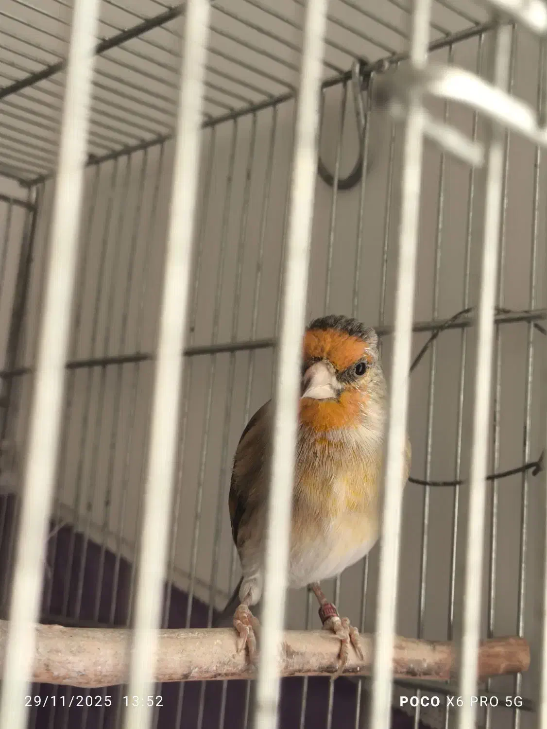 سهره قناری|پرنده|قدس, شهر‌قدس|دیوار