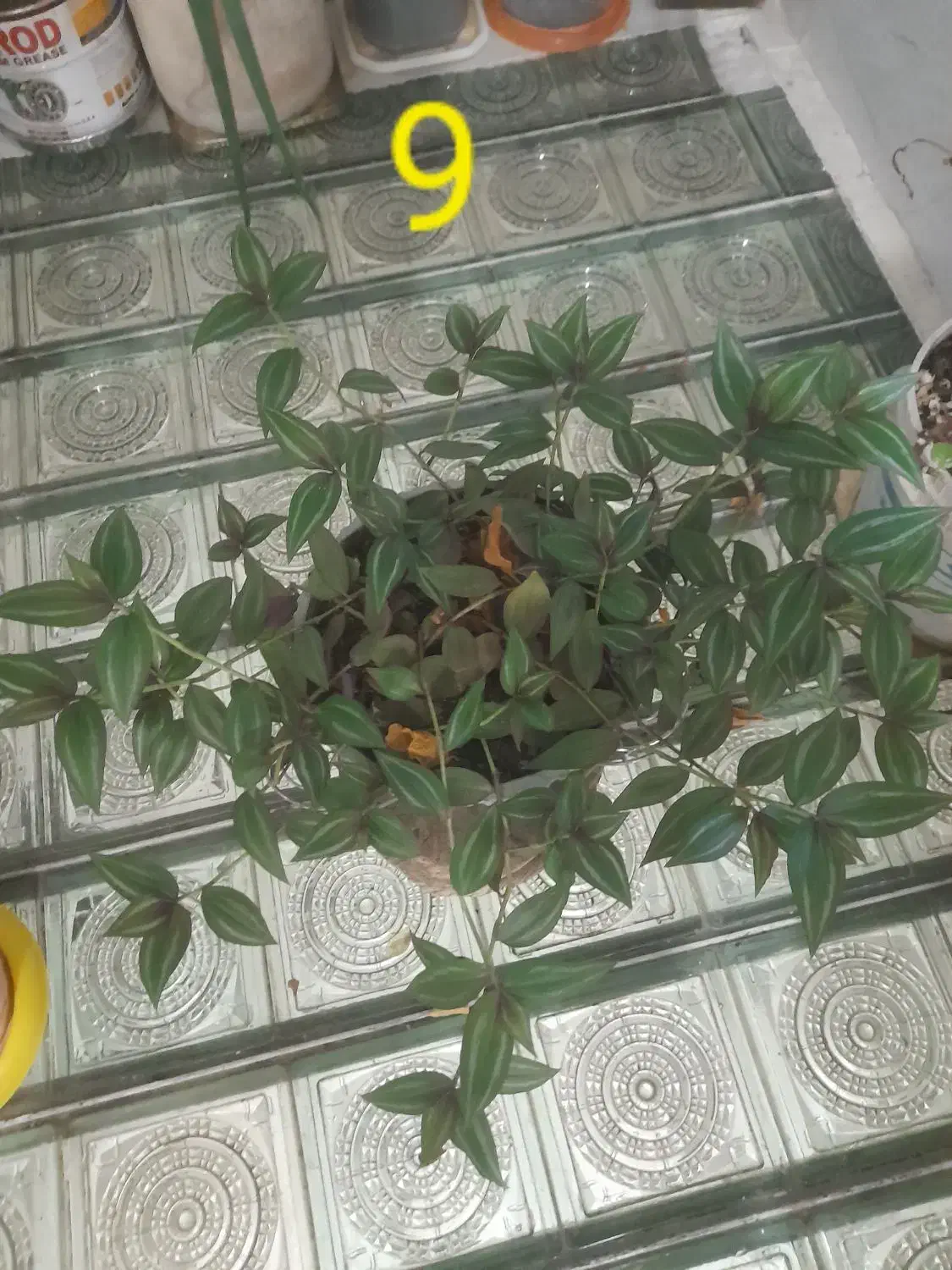 گل های طبیعی عزیز|گل و گیاه طبیعی|کامیاران, |دیوار