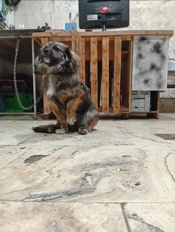 سگ پیکینیز|سگ|رشت, چله خانه|دیوار