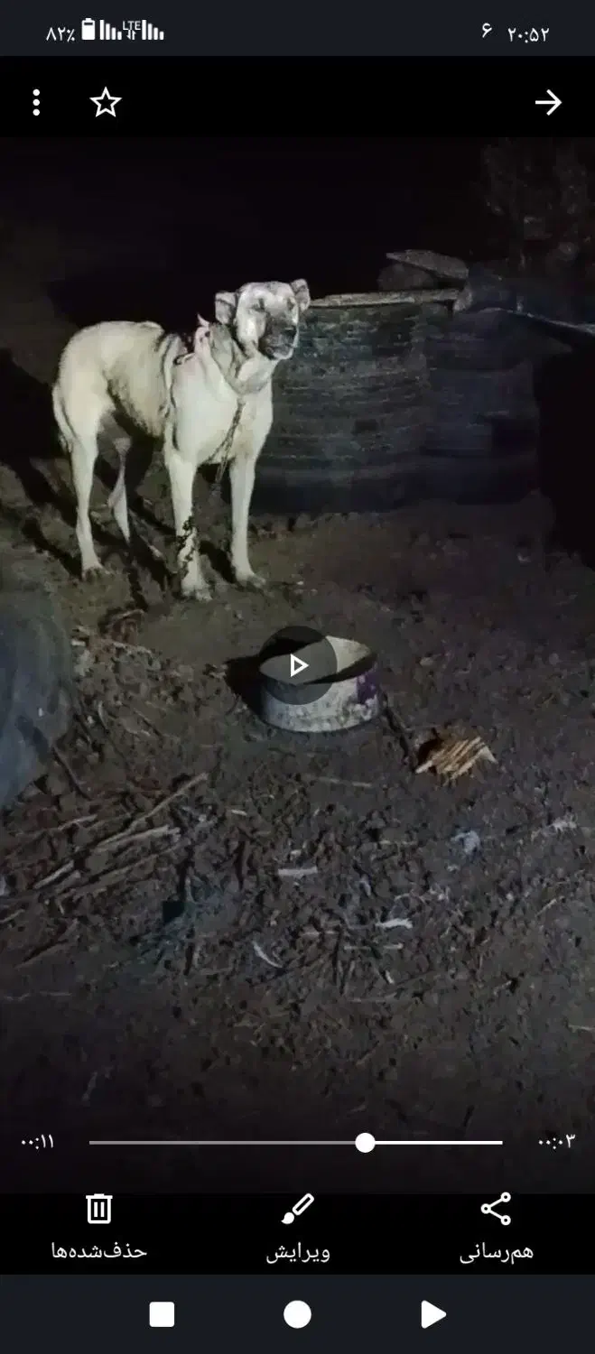 ماده سگ سرابی|سگ|پارس‌آباد, |دیوار