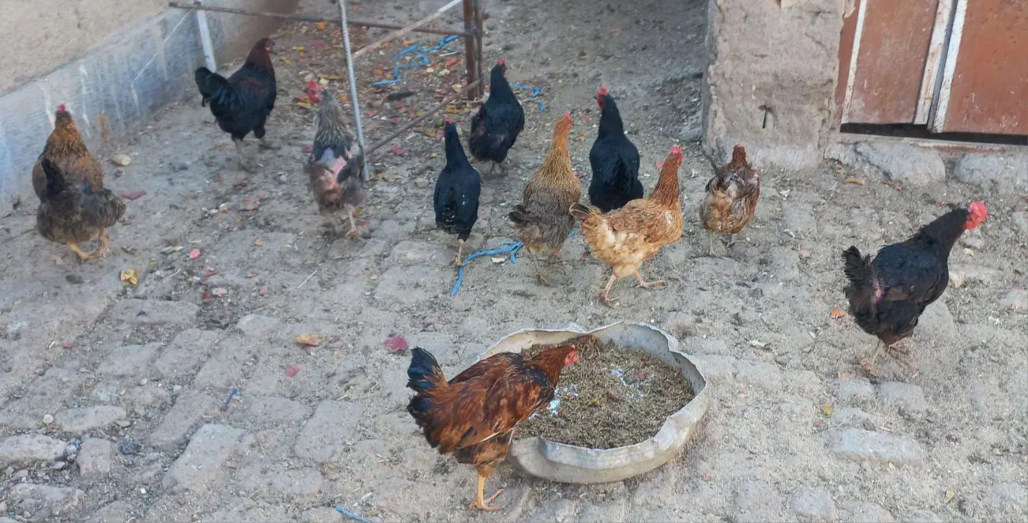 مرغ رسمی تخمگذار|حیوانات مزرعه|اشتهارد, |دیوار