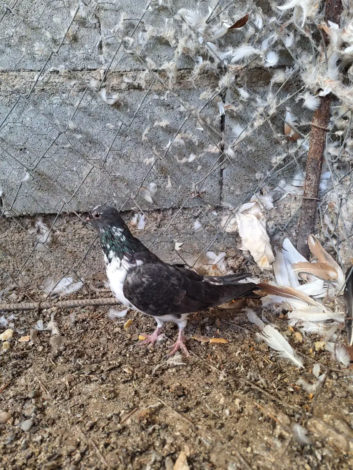 کبوتر|پرنده|رودان, |دیوار