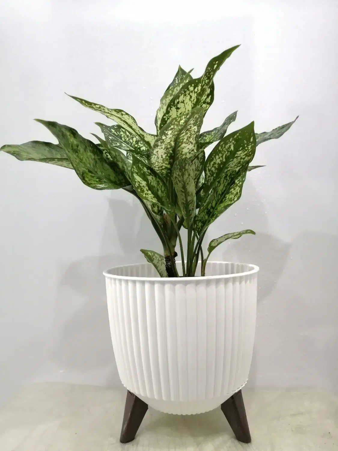 گل و گیاه|گل و گیاه طبیعی|صدرا-فارس, فاز ۱|دیوار