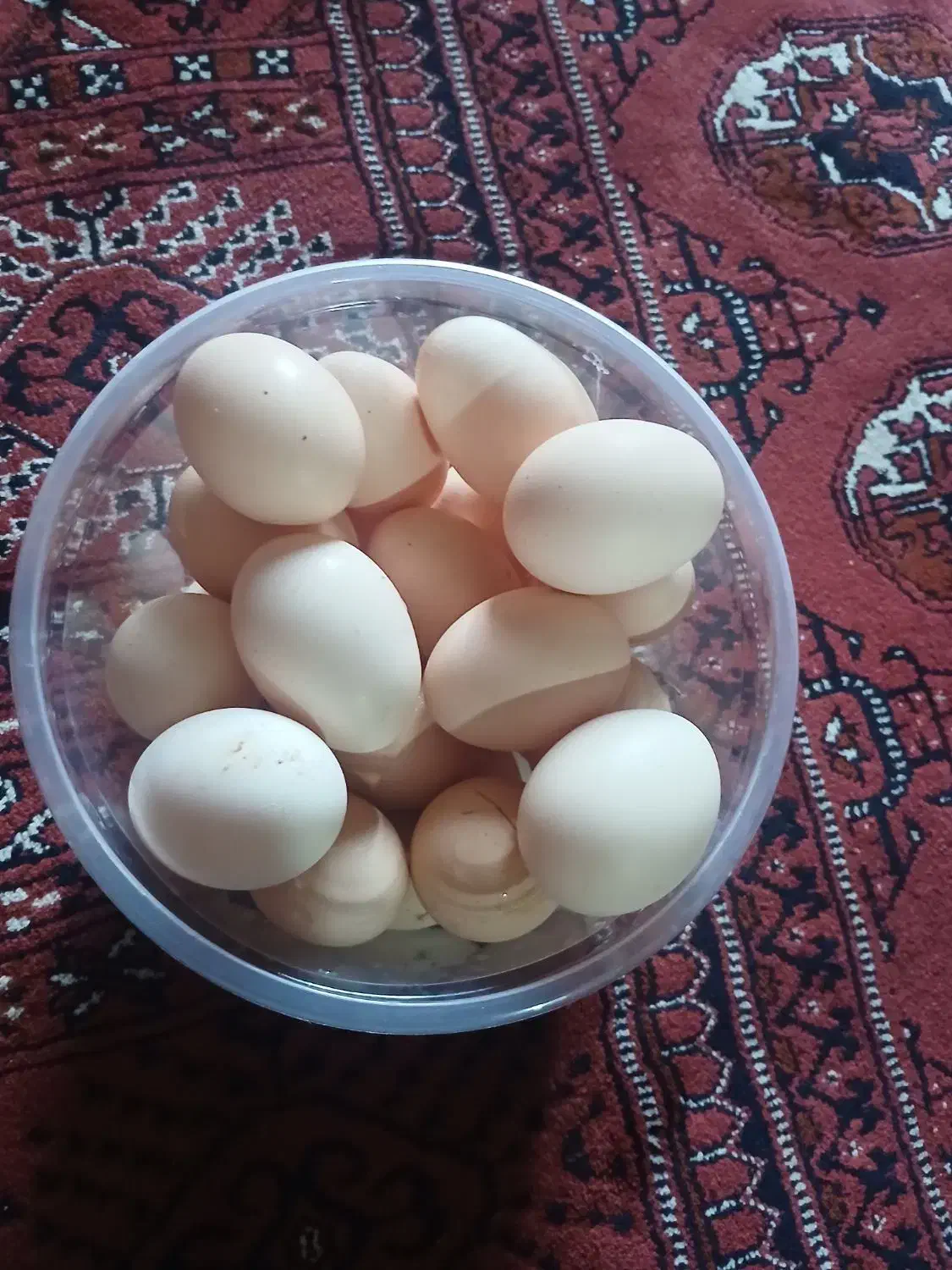 تخم مرغ محلی|خوردنی و آشامیدنی|آق قلا, |دیوار