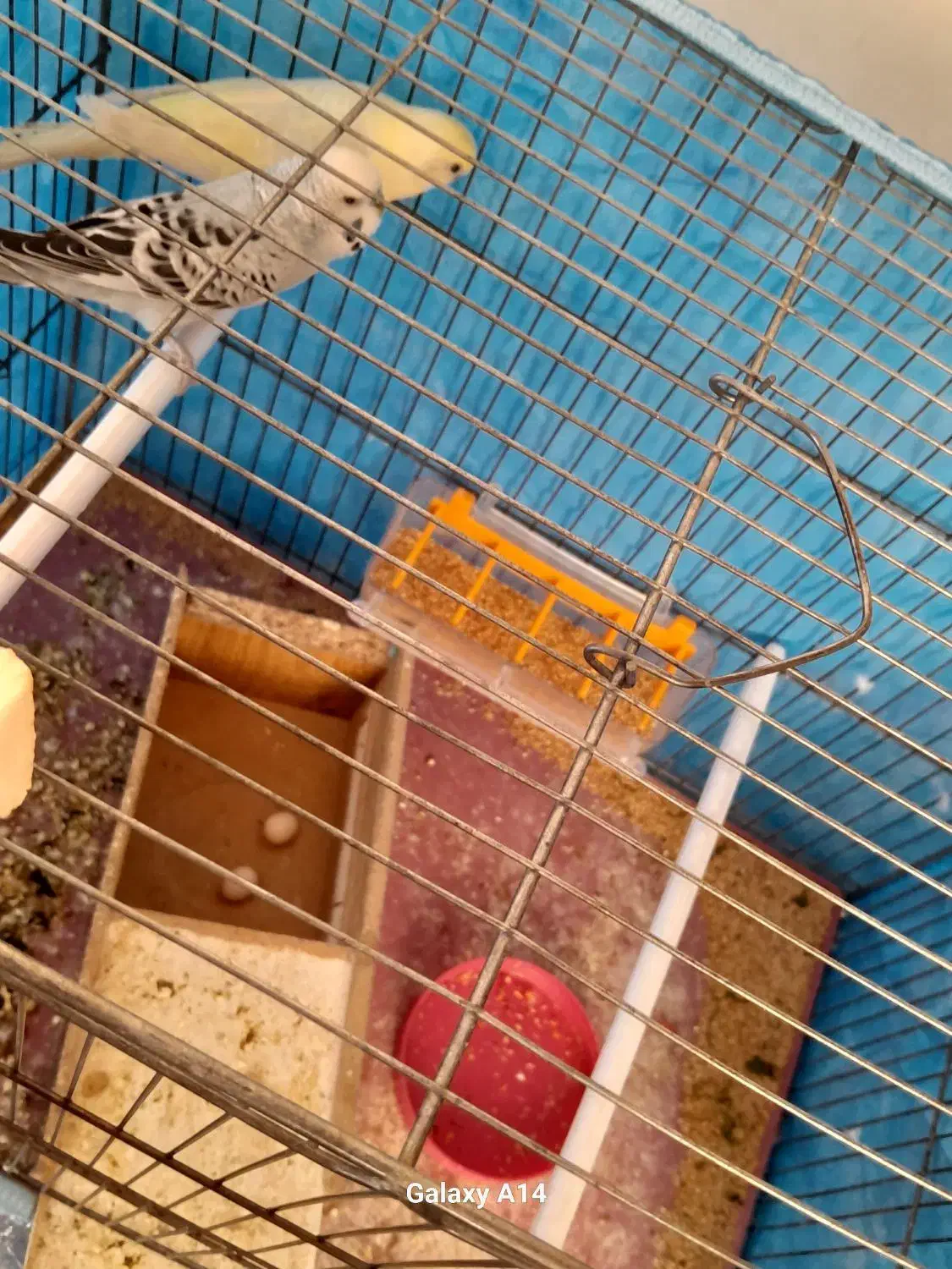 مرغ عشق|پرنده|بروجن, |دیوار