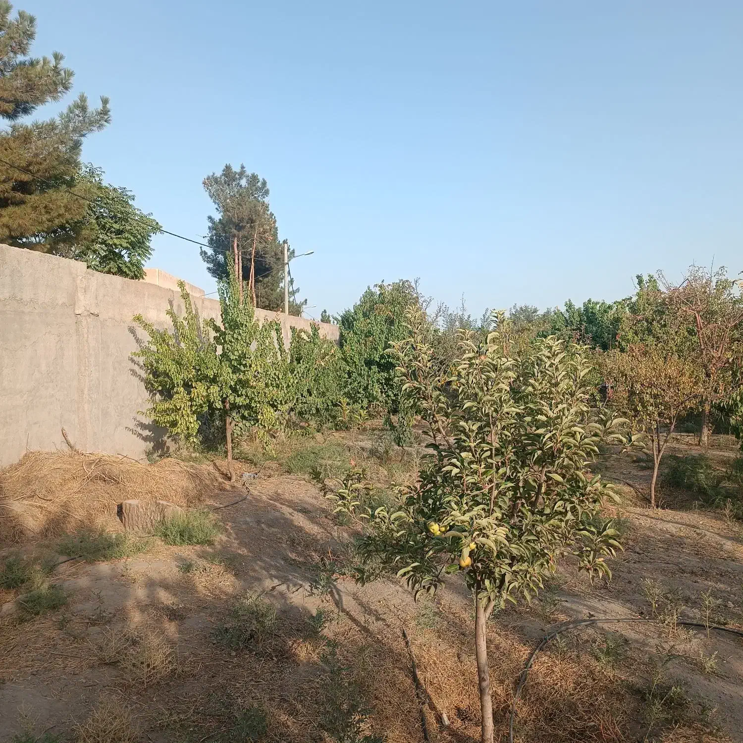 فروش زمین|فروش زمین و ملک کلنگی|مشهد, کلاته برفی|دیوار