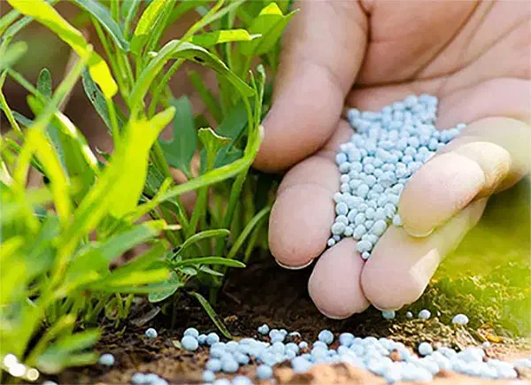 کود پتاس|گل و گیاه طبیعی|دهلران, |دیوار