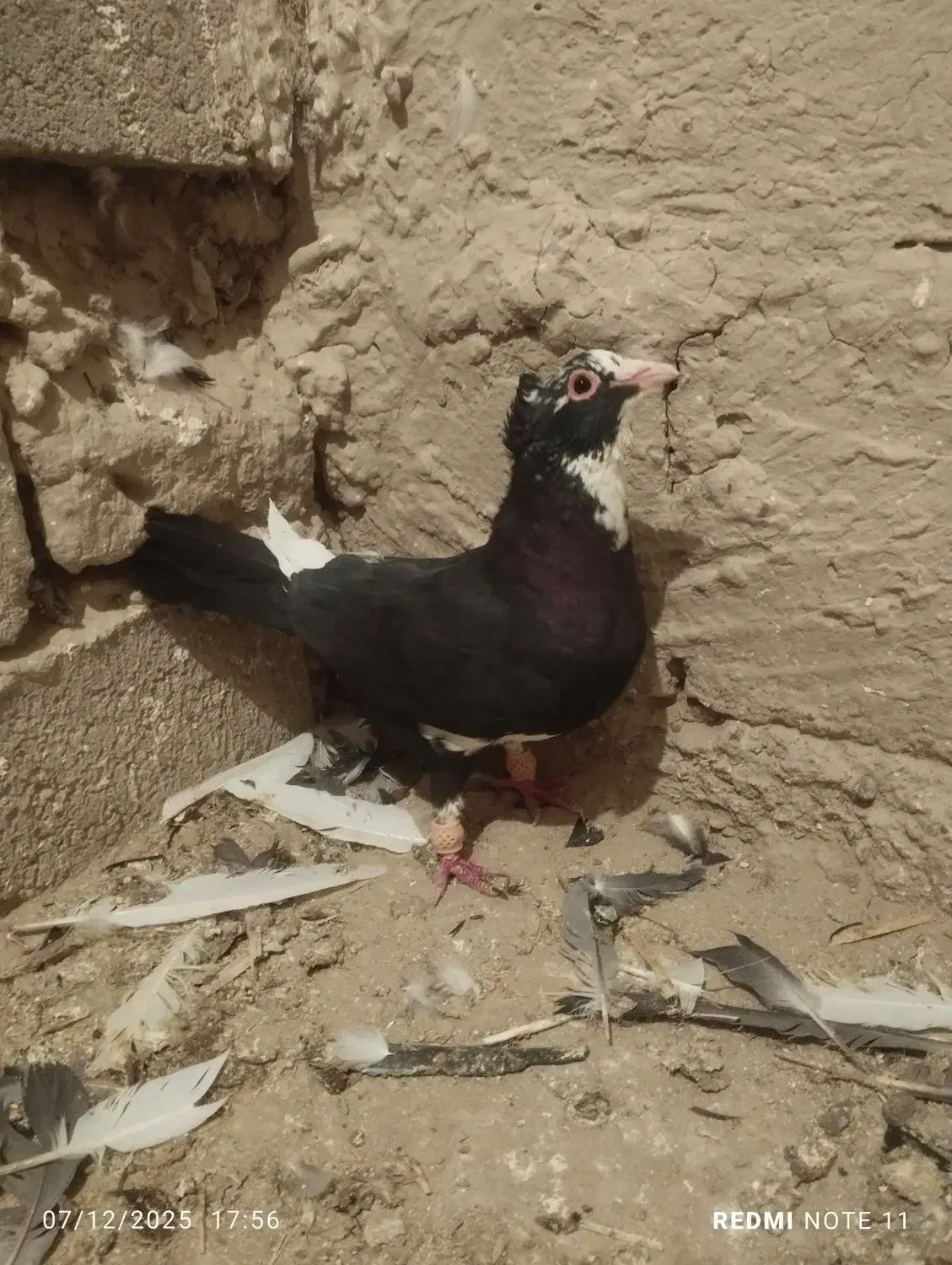 پلنگ سیاه ماده|پرنده|هامون, |دیوار