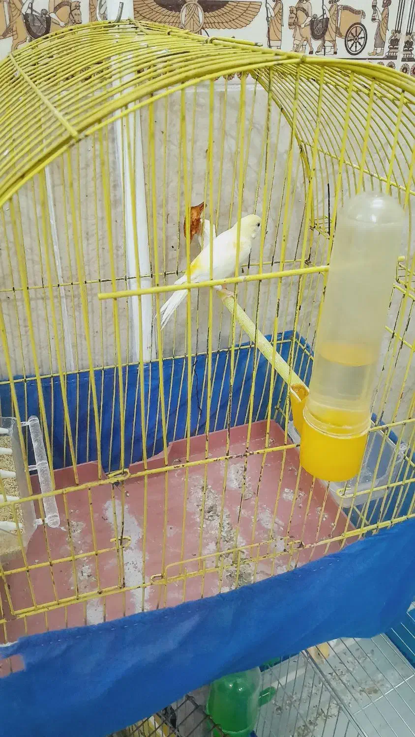 قناری ماده|پرنده|بروجرد, |دیوار