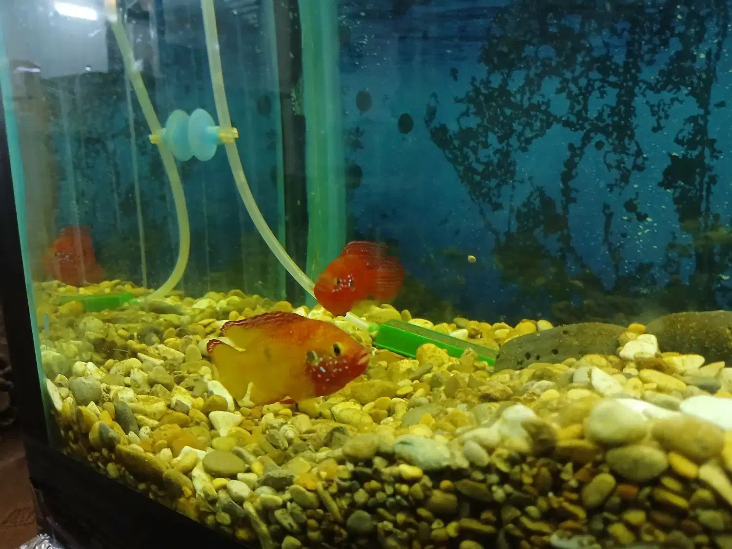 ماهی جوئل|ماهی|مرودشت, فرهنگ|دیوار