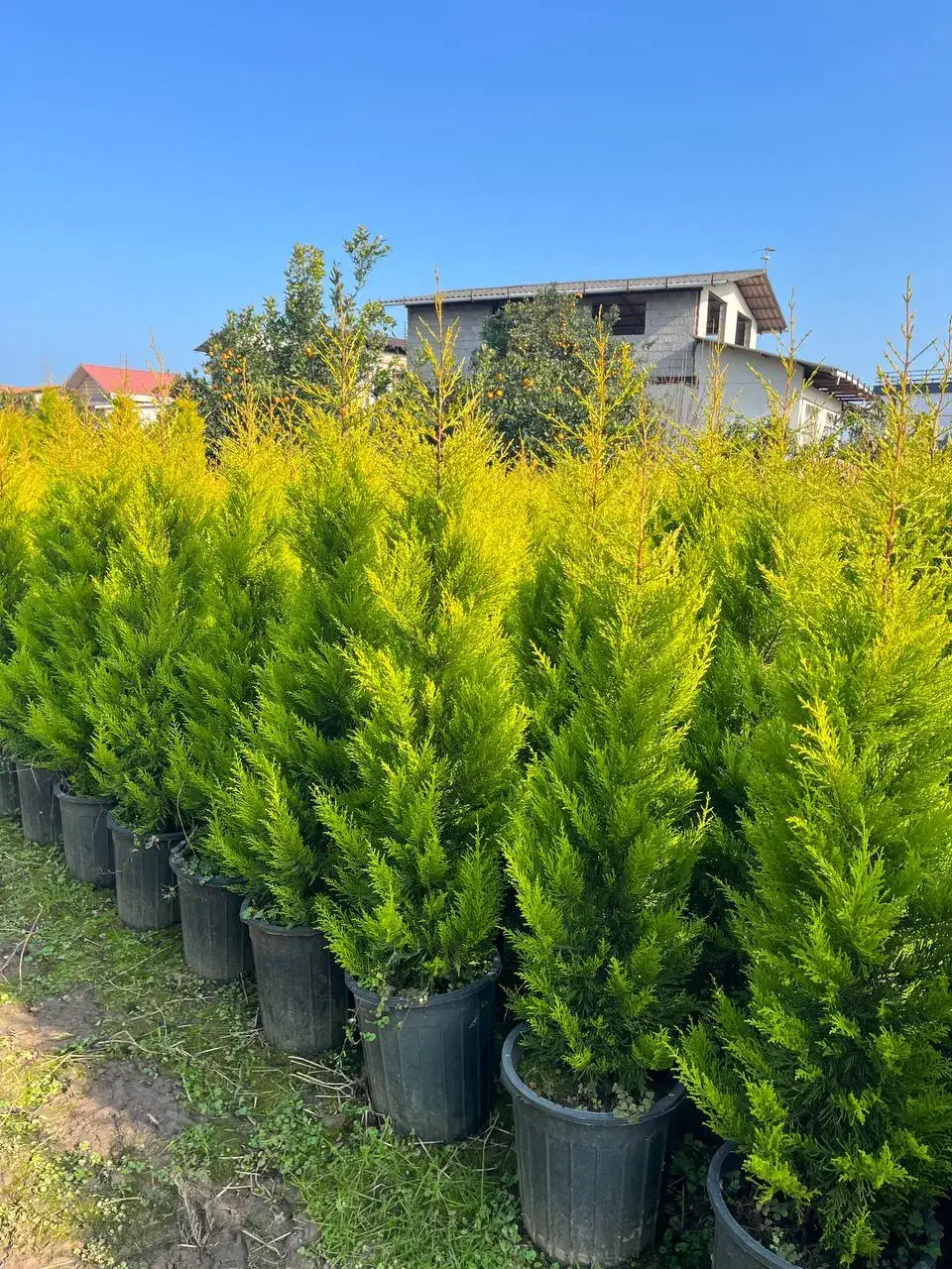 گل و گیاه کاج لاوسون کامیس مورت ...|خدمات باغبانی و درختکاری|شیرود, |دیوار