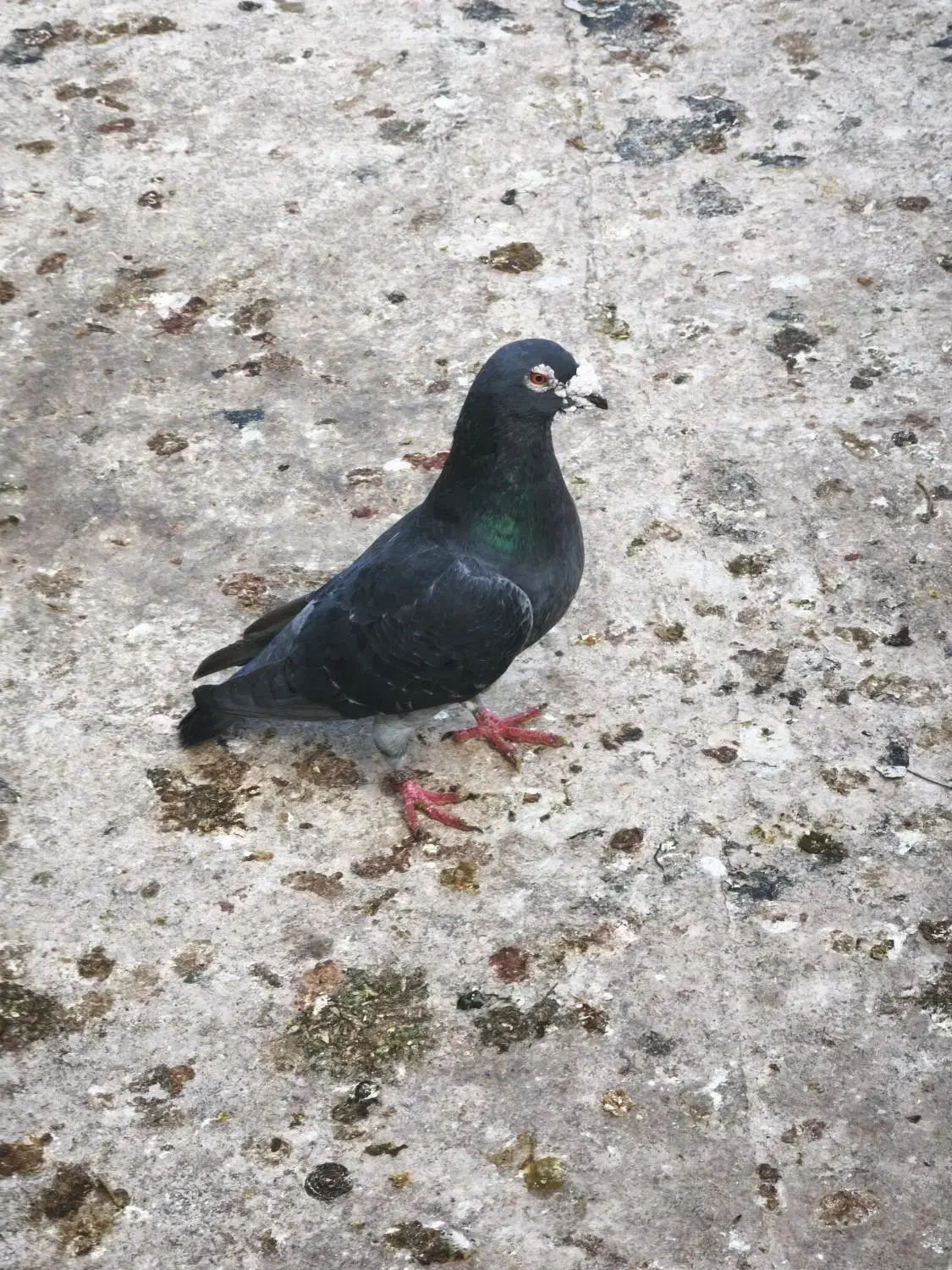 کبوتر|پرنده|شال, |دیوار