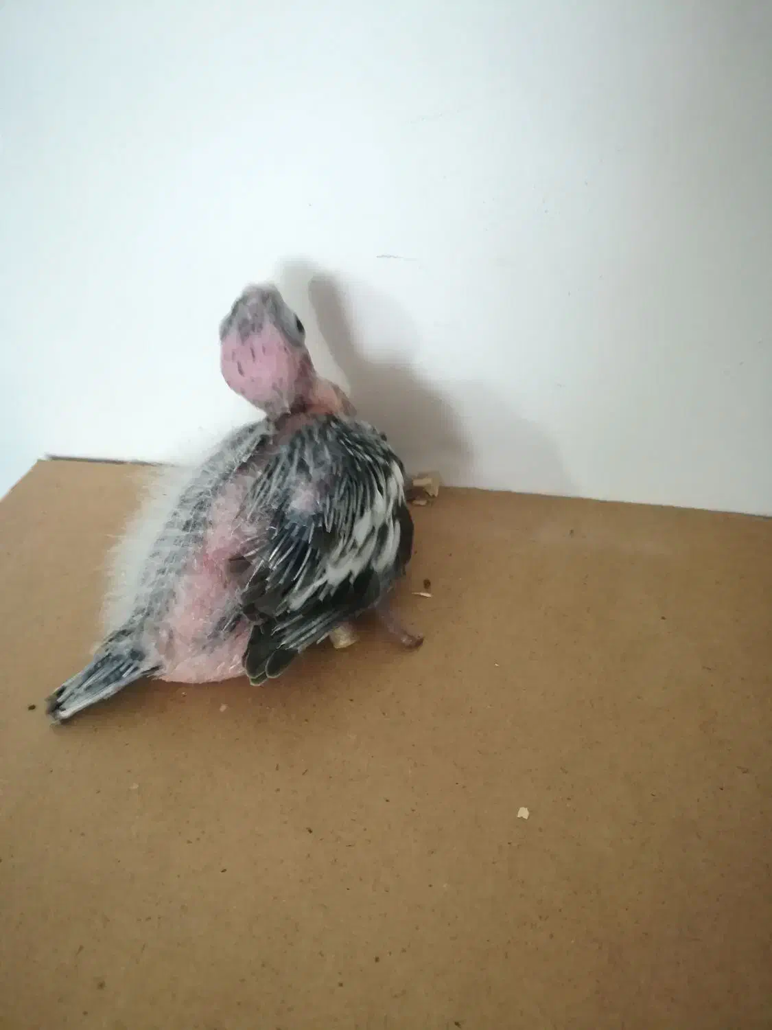 جوجه عروس هلندی وایت فیس سرلاکی|پرنده|گلبهار, شهر جدید گلبهار|دیوار