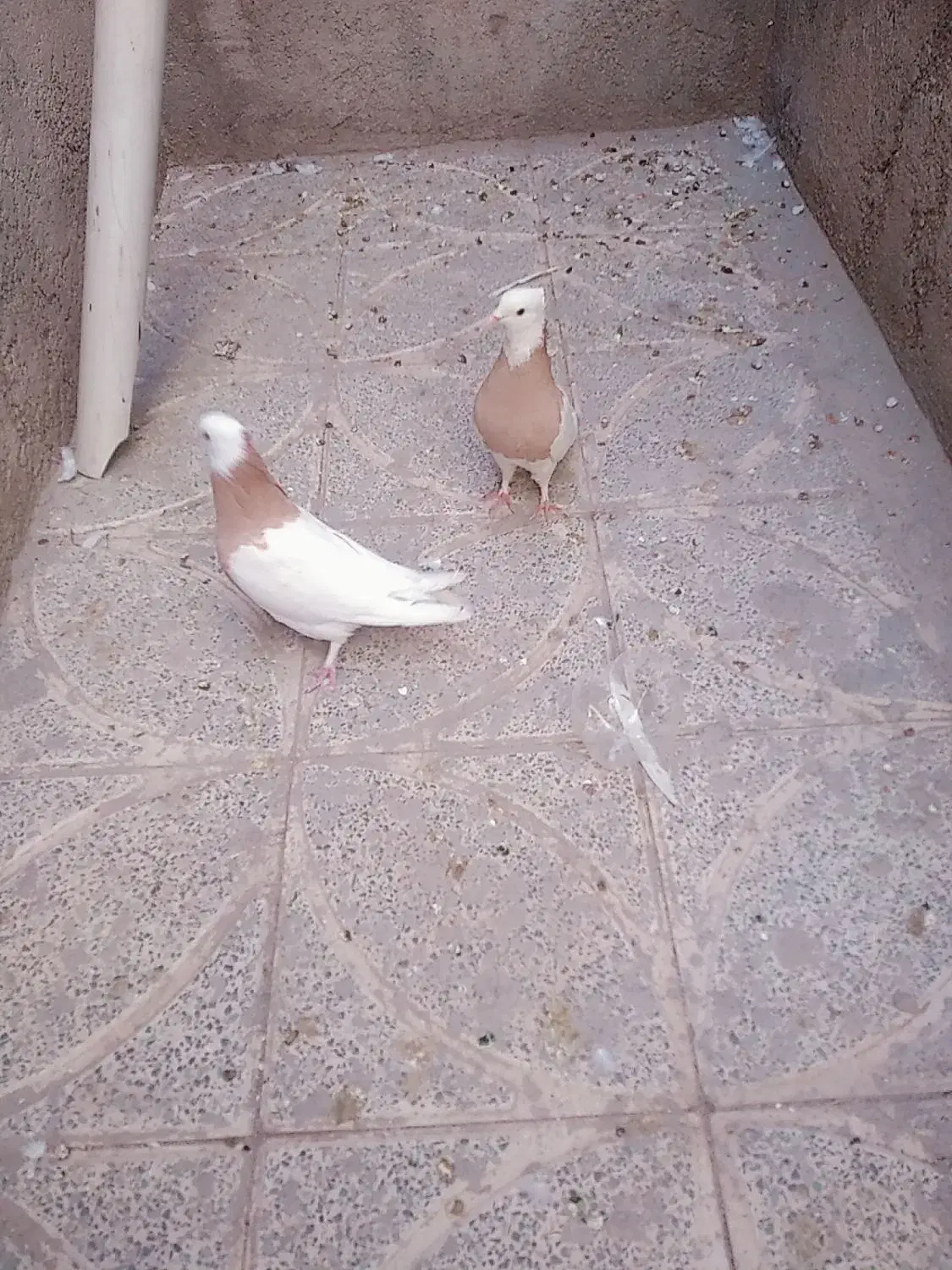 کبوتر طوقی نر و ماده|پرنده|یاسوج, |دیوار