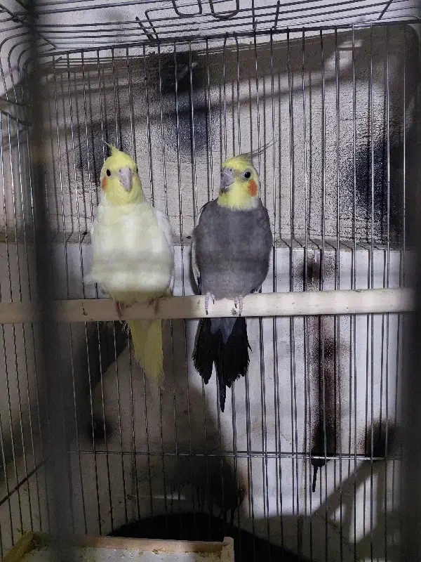 طوطی عروس مولد|پرنده|چغادک, |دیوار