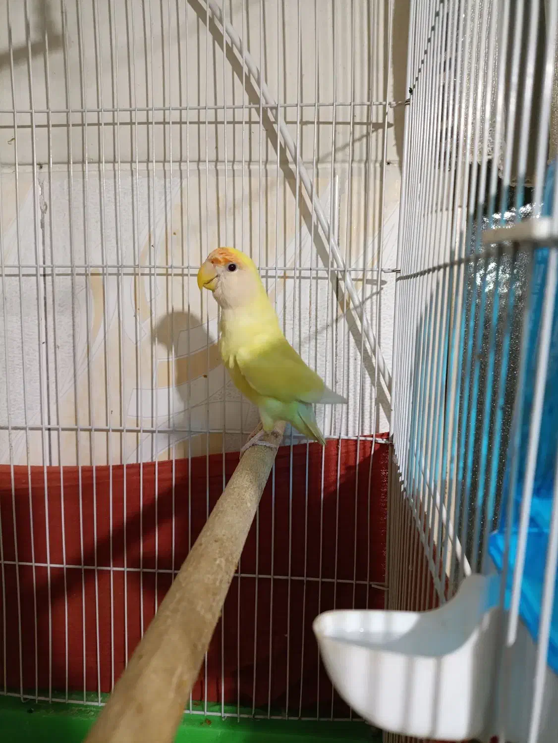 طوطی برزیلی ماده|پرنده|پاکدشت, پاکدشت (مامازند)|دیوار