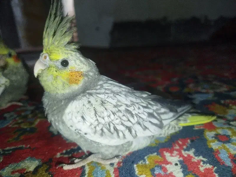 جوجه عروس هلندی|پرنده|مسجد سلیمان, |دیوار