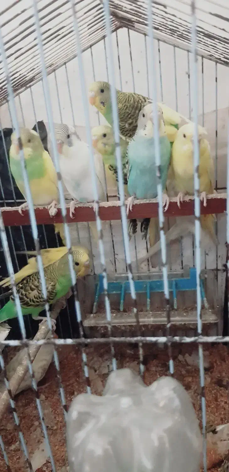 عروس هلندی ومرغ عشق|پرنده|گرگان, |دیوار