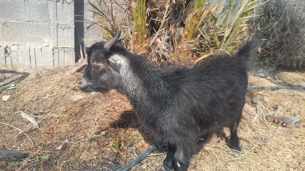 کهره نر|حیوانات مزرعه|گله دار, |دیوار