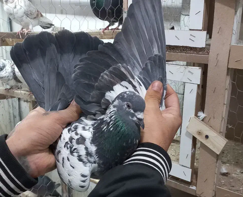 کفتر پرشی|پرنده|گلستان (تهران), |دیوار