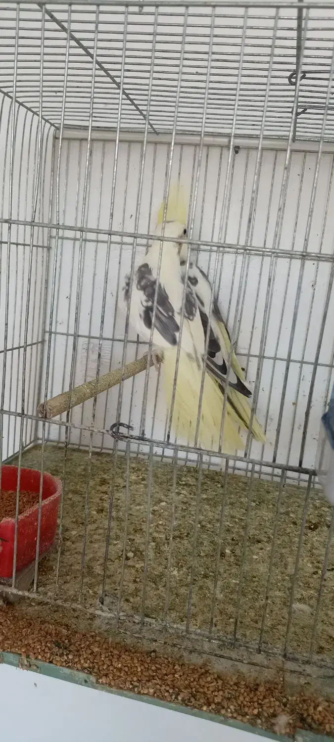 طوطی عروس|پرنده|میانه, |دیوار