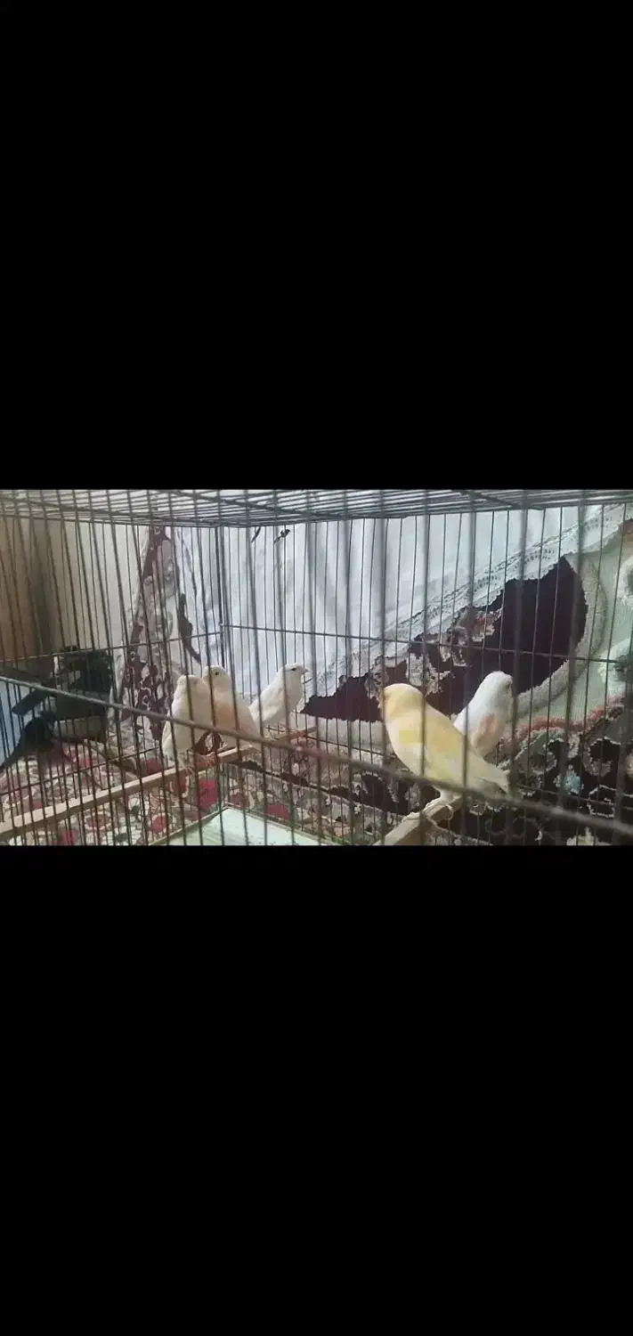 قناری موزائیکی وزرد|لوازم جانبی حیوانات|اسفرورین, |دیوار