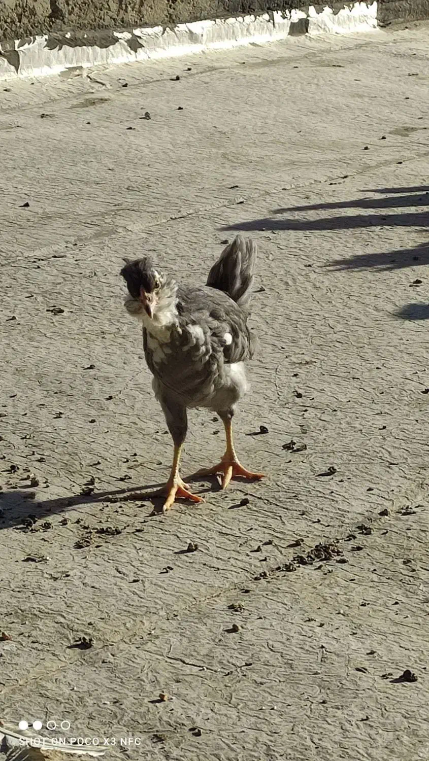 نیمچه گلین فول چهل تاج ریش کاکل|حیوانات مزرعه|شاهین‌شهر, گزبرخوار|دیوار