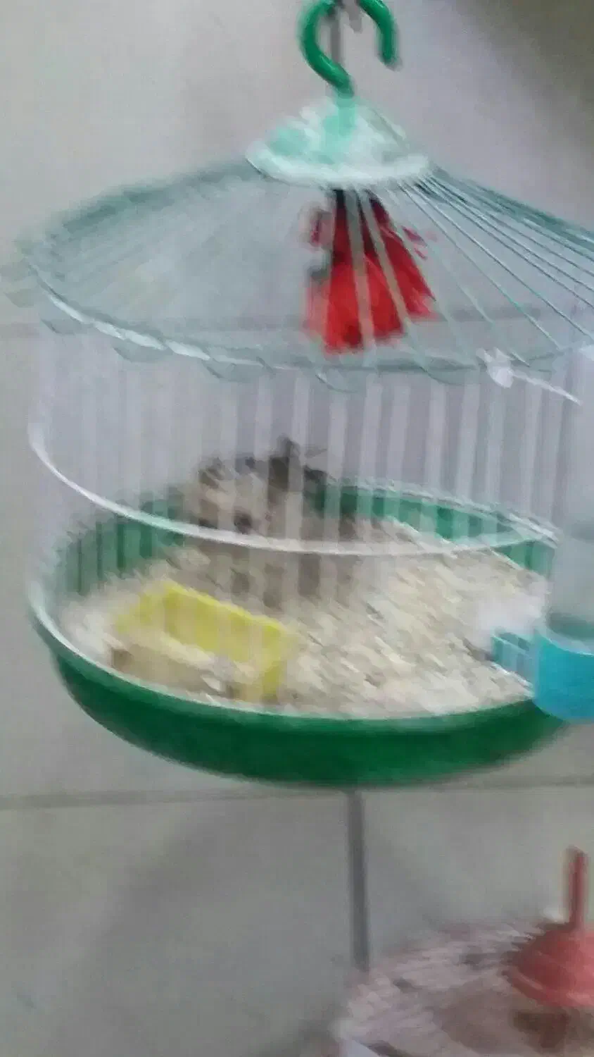 سهره خاکی|پرنده|بروجرد, |دیوار