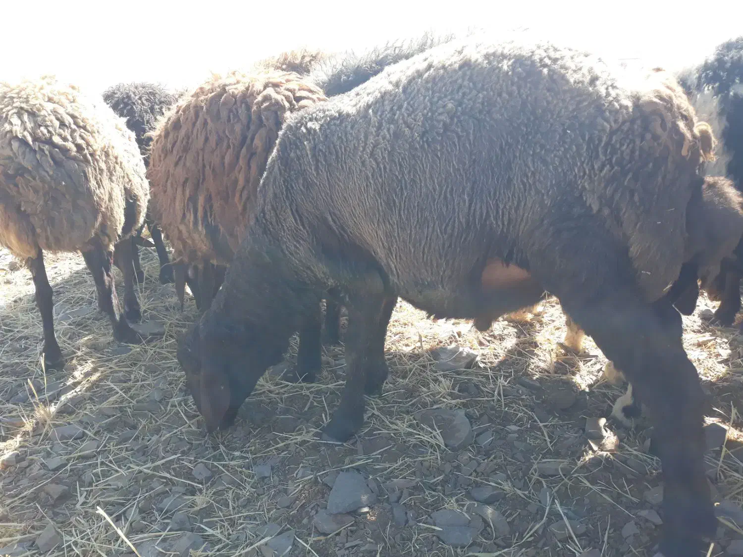 بره قوچ|حیوانات مزرعه|فرمهین, |دیوار