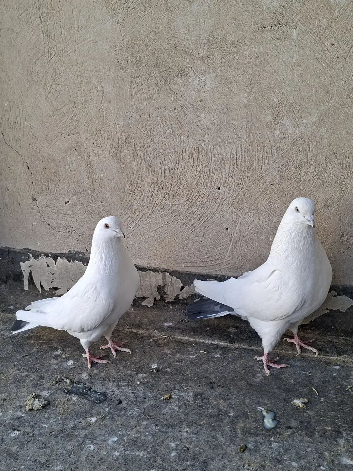 کبوتر|پرنده|برخوار, |دیوار