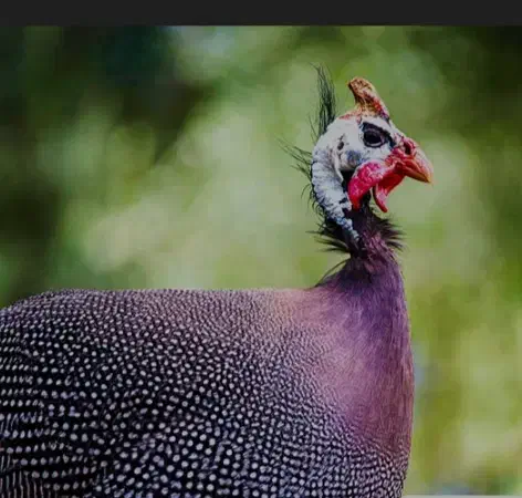 پرنده شاخدار|حیوانات مزرعه|پلدختر, |دیوار