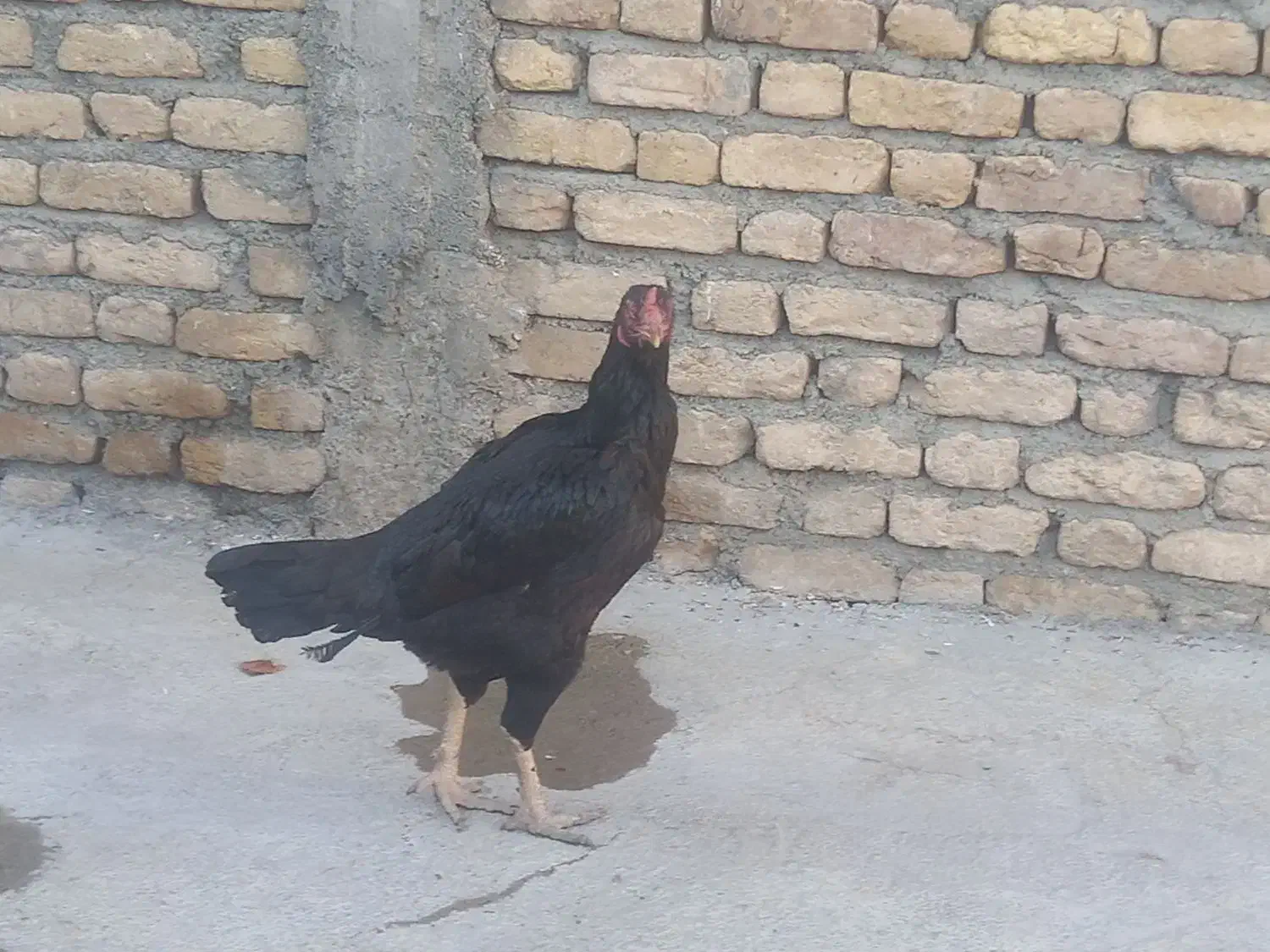 مرغ لاری|حیوانات مزرعه|سنقر, |دیوار