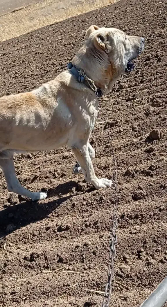 سگ سرابی|سگ|بستان آباد, |دیوار