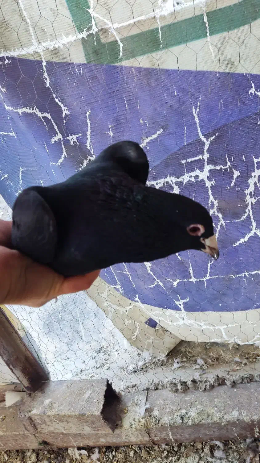 زاغ نر کرمونی|پرنده|نیشابور, تختی|دیوار