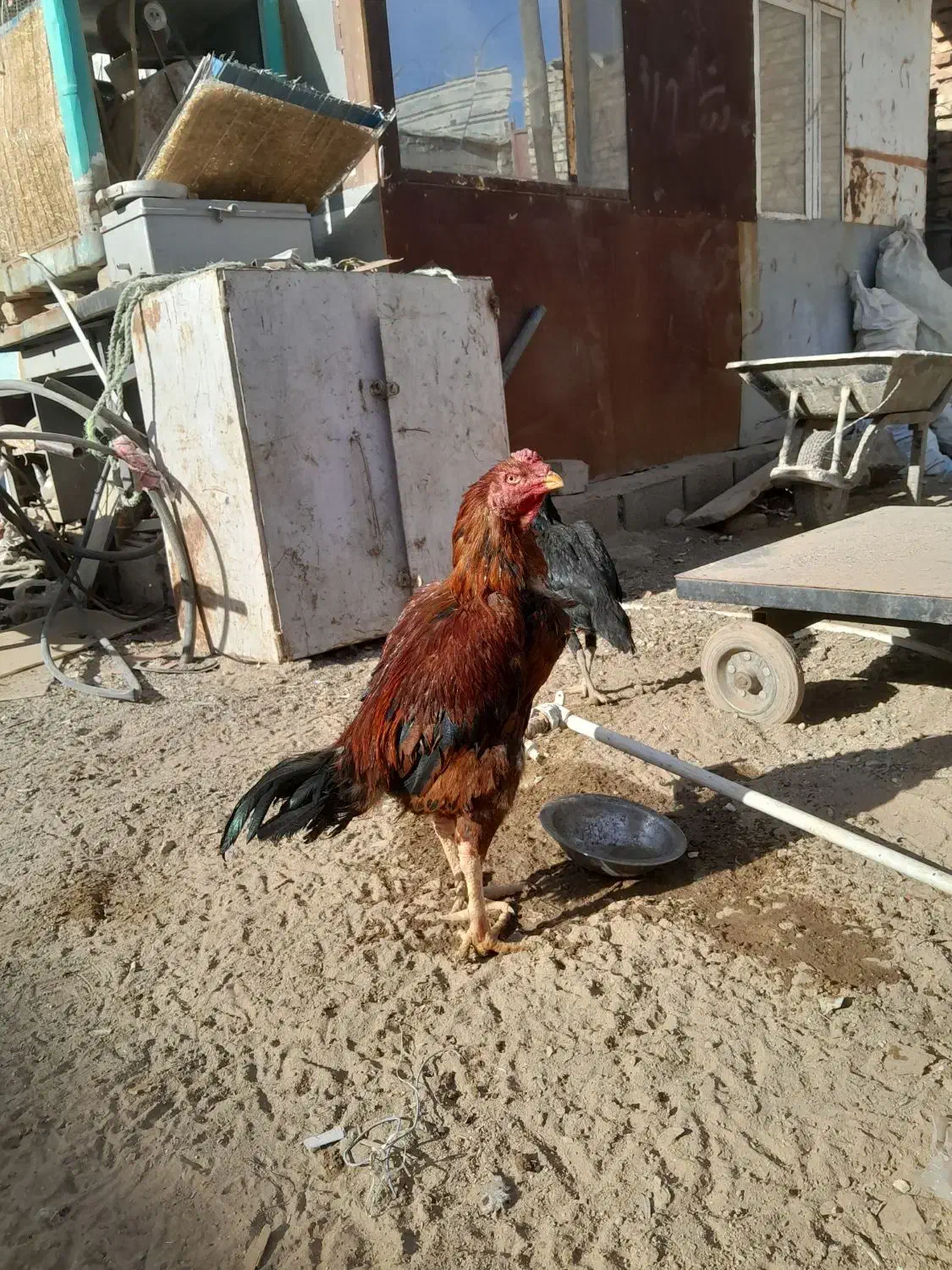 خروس لاری و جوجه لاری|حیوانات مزرعه|زاهدان, |دیوار