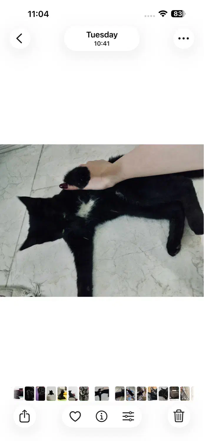 واگذاری شدو 5 ماهه|گربه|تهران, ونک|دیوار