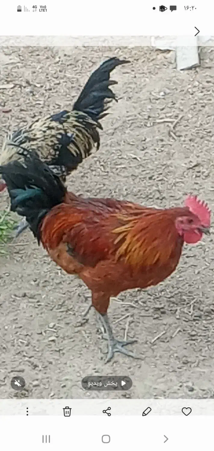 جوجه یه ماهه|حیوانات مزرعه|هندیجان, |دیوار