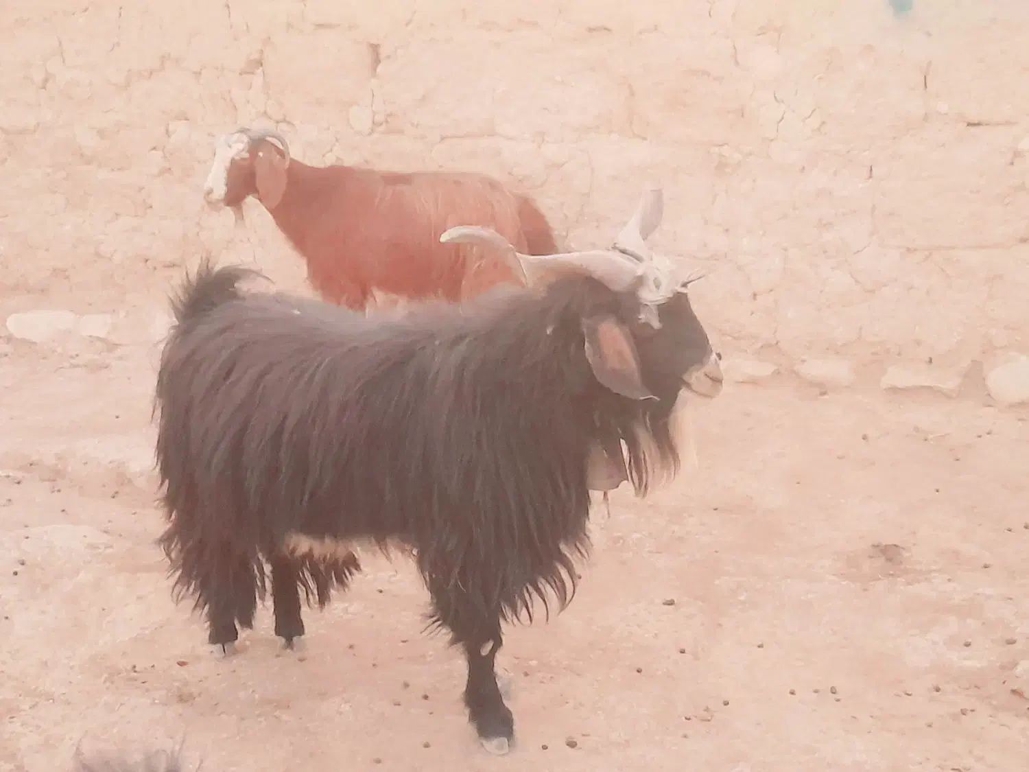 بز غاله نر|حیوانات مزرعه|هلیلان, |دیوار