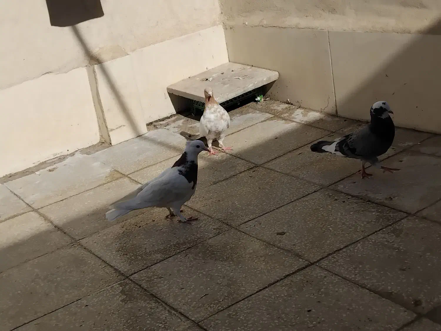 کفتر گرفتنی|پرنده|قم, نخودی|دیوار