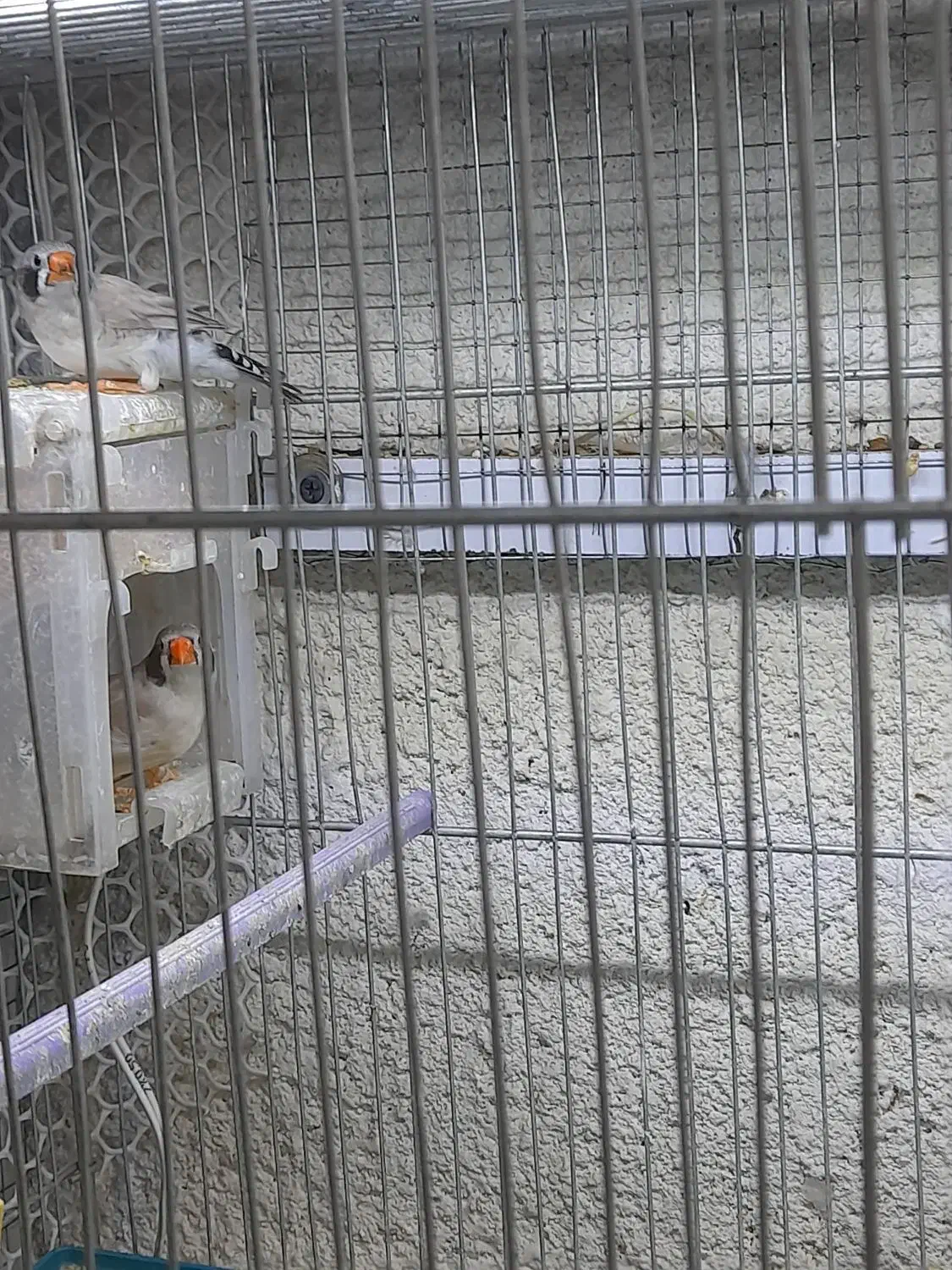 فنچ لپ سیاه معاوضه با بنگالی|پرنده|تبریز, |دیوار