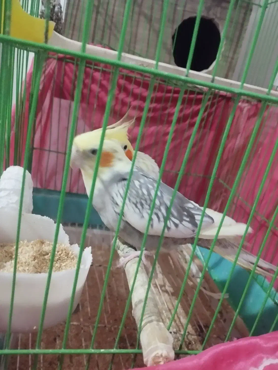 یک جفت عروس هلندی روی تخم|پرنده|عنبرآباد, |دیوار