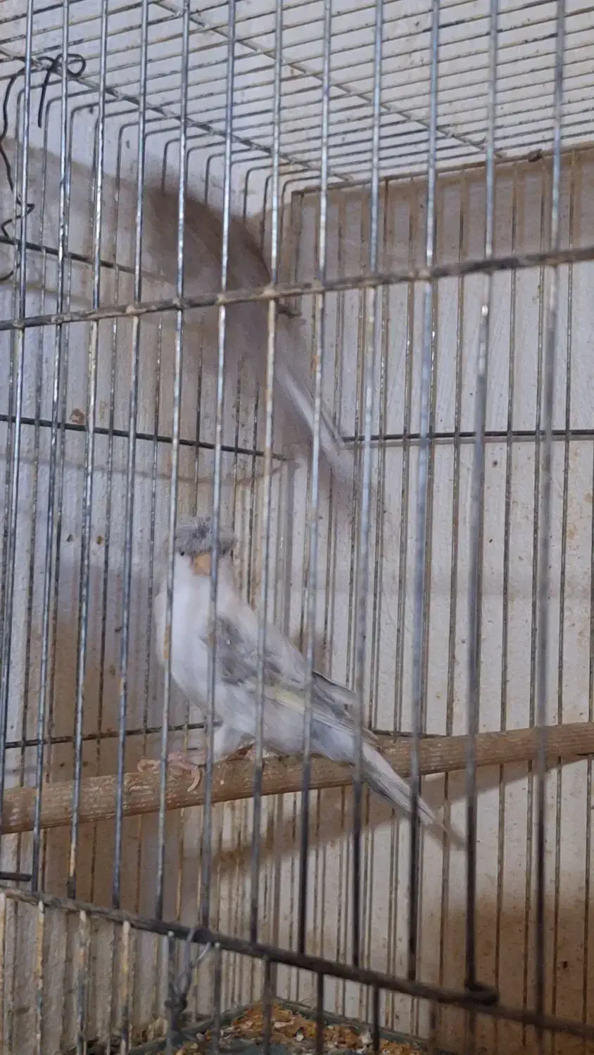 قناری بالغ ماده|پرنده|گرگان, |دیوار