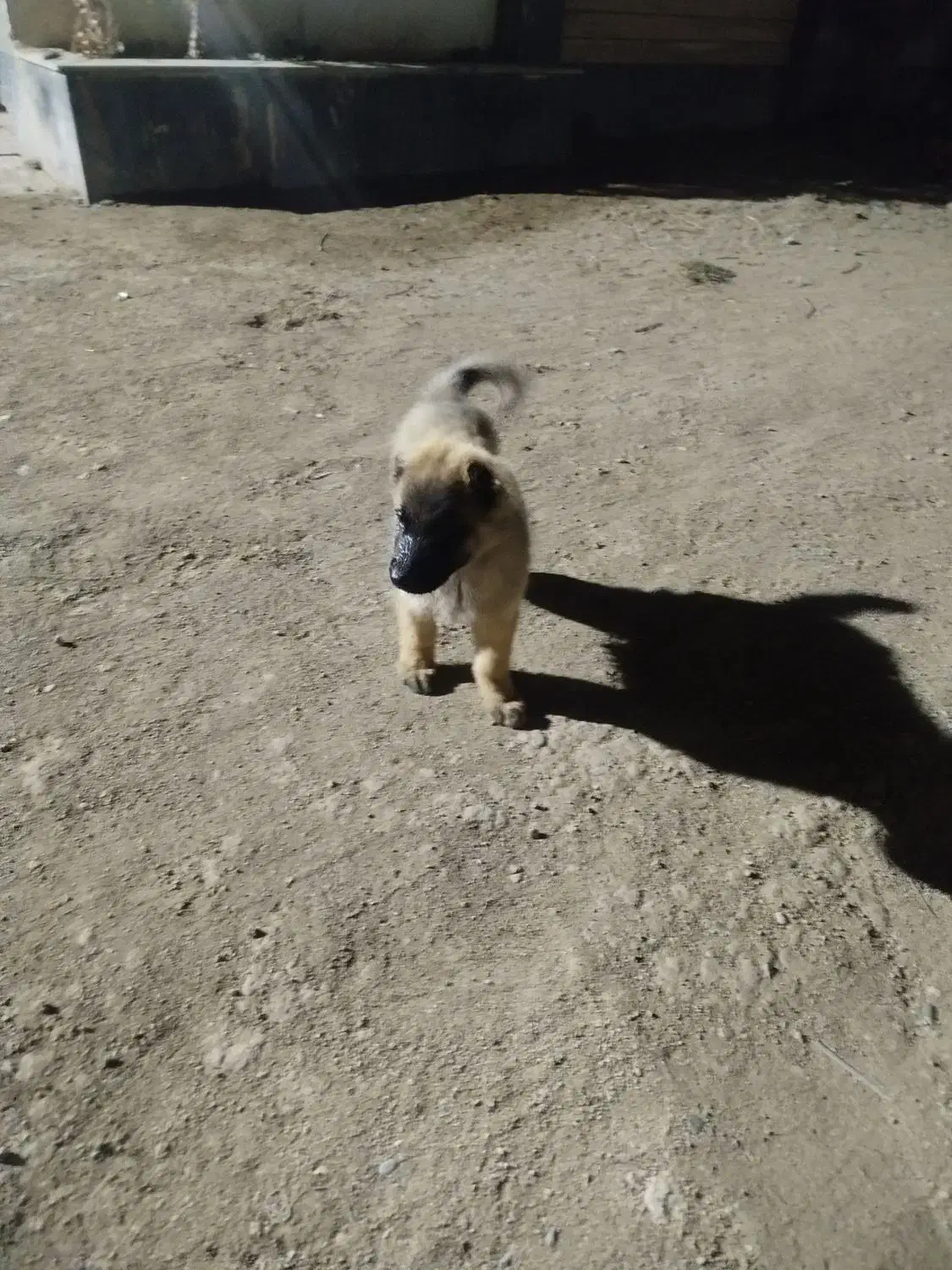 سلام 1 عدد توله سراب نر|سگ|ماهدشت, |دیوار